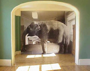 elephant-in-the-room